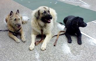 Children reading to dogs