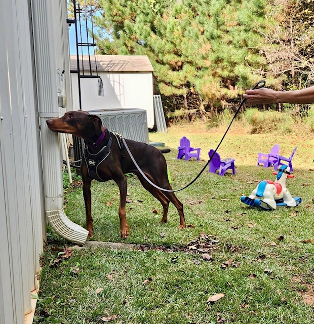 Catawba Valley Obedience Club - Scentwork with dog